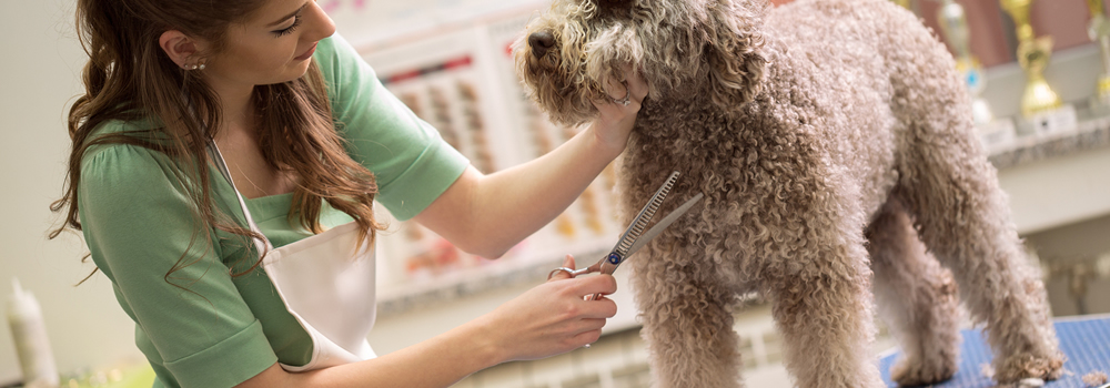3 Ways to Grow Your Pet Grooming Business in 2019